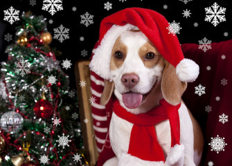 Image Beagle Dogs Christmas Tongue Snowflakes Glance Animals