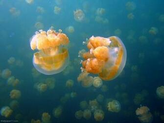 Jellyfish Farm Pixels Wallpaper Tagged Fish