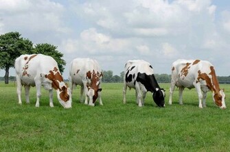 Dairy Cow Wallpaper HD In Animals Imageci