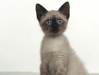 Siamese Cat White Wallpaper