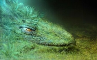 Green Dragon Wallpaper