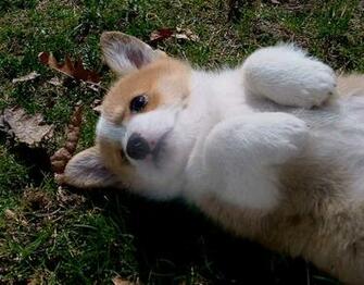 Welsh Corgi Wallpaper Fun Animals Wiki Videos Pictures Stories