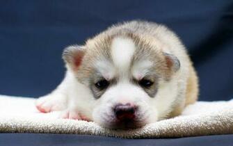 Husky Puppy Wallpaper High Definition Quality Widescreen