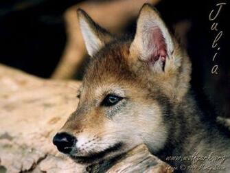 Baby Wolf Wallpaper