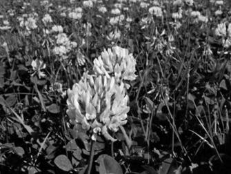 Clover Photos Desktop Background Wallpaper