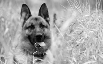 Black And White Wallpaper Of A Dog HD Animal Background Photo