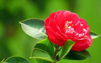 Camellia Windows HD Theme And Wallpaper