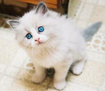 Ragdoll Cats HD Wallpaper Desktop Image