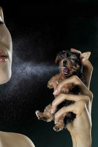 Old Lady Driving Car With Dog Cool iPhone Wallpaper Spray