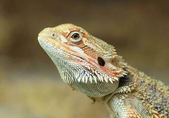 Bearded Dragon Iii By Orestart