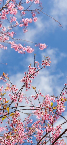 Pink Flowers Aesthetic Wallpaper
