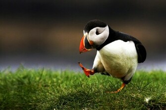 Nature Birds Wallpaper Wallpoper