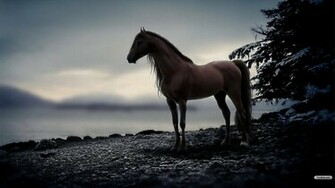 Home Animals Wallpaper Dark Horse Sunset