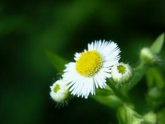 White Flower Close Up Desktop Pc And Mac Wallpaper