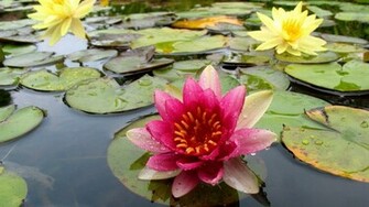 Water Lilies Wallpaper