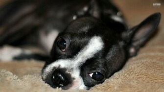 Boston Terrier Wallpaper Animal