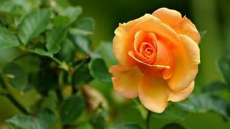 Orange Rose Pleasing Marvelous Natural Beauty Is Shown By This