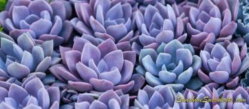 Sunshine Succulents