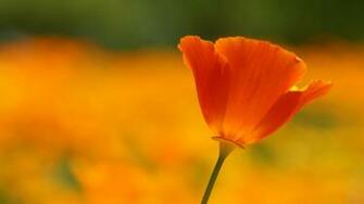 Poppy Flower Wallpaper HD Desktop