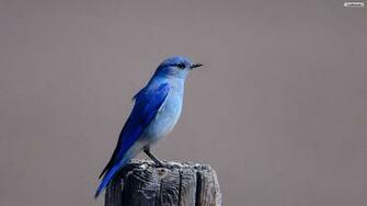Youwall Blue Bird Wallpaper