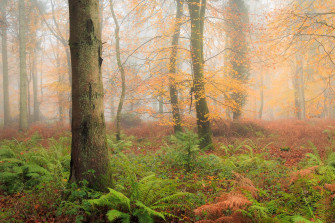 Hidden Woodlands Autumn Workshop 18th November