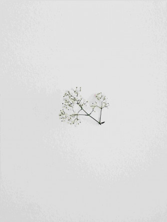 Minimalist Aesthetic Small Flowers Wallpaper