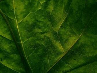 Leaf Wall Paper On Wallpaper Metal Nature Heavy