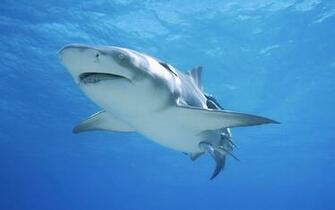 Shark Windows Theme Themepack Me