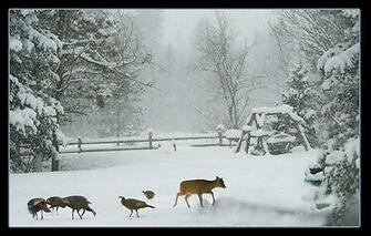Pin Winter Nature Landscape Wallpaper On
