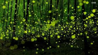 Green Fireflies In The Forest Wallpaper Digital Art