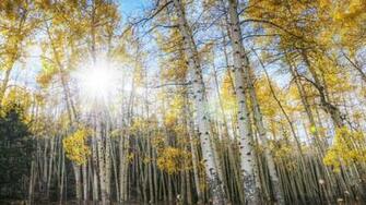Beautiful Aspen Wallpaper