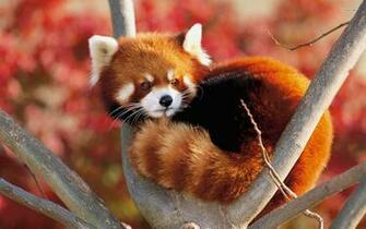 Sleeping Red Panda Wallpaper