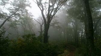 Foggy Forest Wallpaper Image Flip