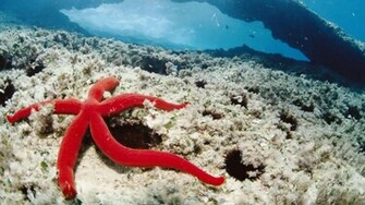 Underwater Life High Definition Wallpaper