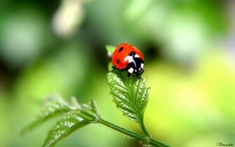 Red Macro Bird Nature Wallpaper HD