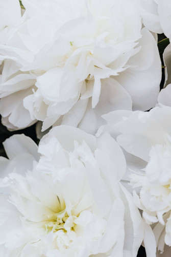 Top Pure White Wallpaper Full HD 4k To Use