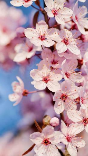 Background Spring Popular Photography