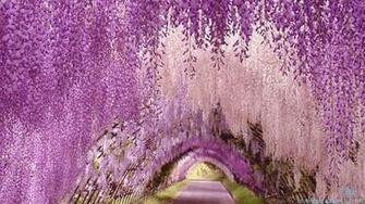 Wisteria Wallpaper