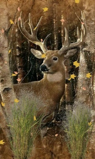 Deer Hunting Wallpaper Buck Hunter Live