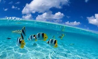 Fish Windows Phone Wallpaper