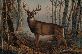 Beautiful Buck Wallpaper