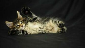 Lol Cat Wallpaper