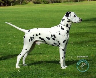 Dalmatian Puppies Wallpaper Image HD