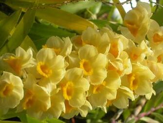 Yellow Flowers Google Skins Soft Background