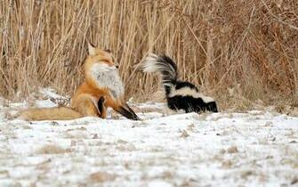 Fox Sprayed By The Skunk Wallpaper