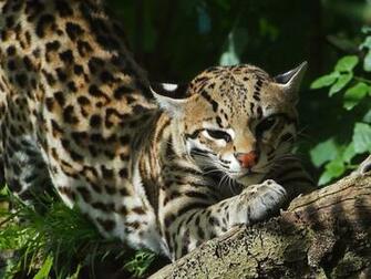 Ocelot HD Desktop Wallpaper 7wallpaper Net