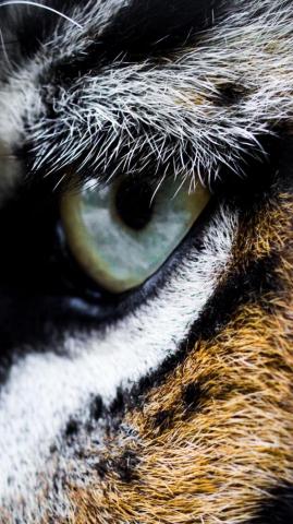 HD Image Of Tiger Eyes Peepsburgh