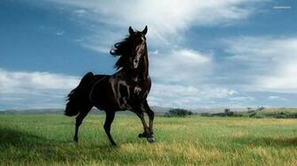 Horse Wallpaper Desktop HD Pc Cool Walldiskpaper