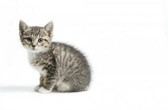 Cat Grey White Background Child HD Wallpaper