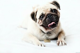 Home Animals Pug Face Happy Look Puppy
